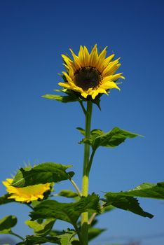 Sunflower in the farm with blue sky, Thailand