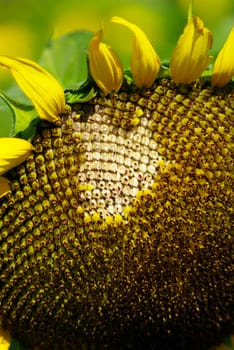 Sunflower farm close up, Chiang Mai, Thailand