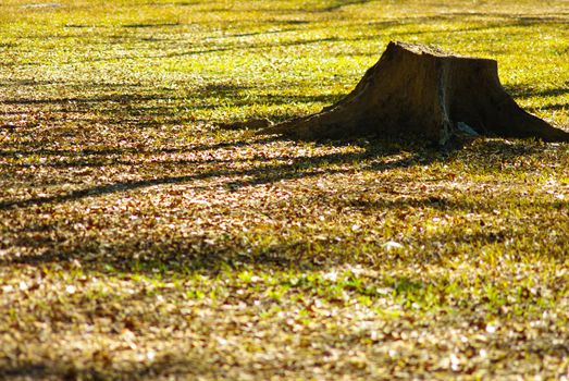 Abandon stump with grass field in garden