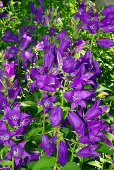 Blue campanula bellflowers floral background in full blossom