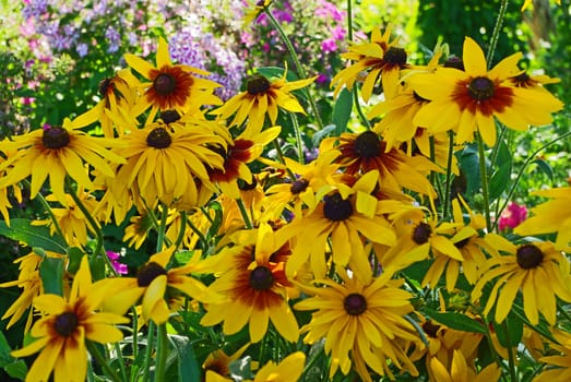 Bed of perfect yellow gerbera's in full blossom