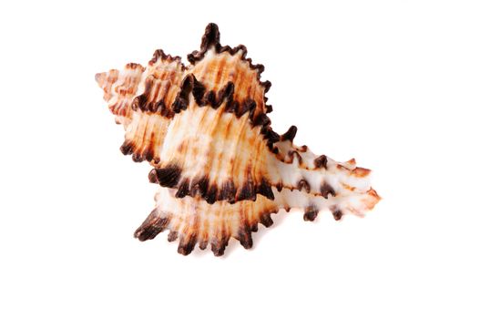 Seashell on white background isolated