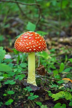 Fly Agaric red toadstool mushroom in the forest