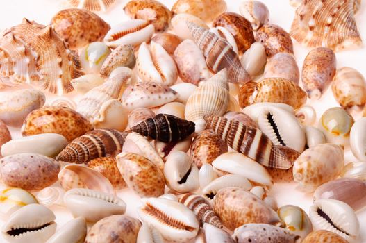 Sea shell textures on white background