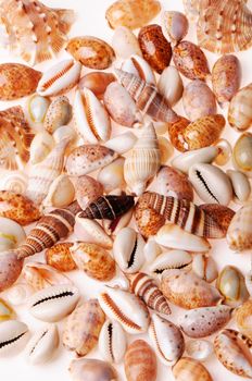 Seashell textures on white background