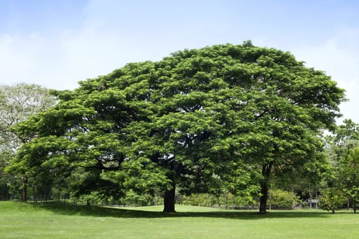 Tree in green park
