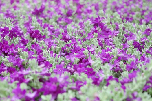 Violet flower on tropical garden