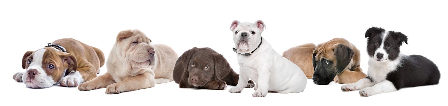 large group of puppies on a white background.from left to right,Bulldog,shar-pei,chocolate Labrador,English Bulldog,great dane,border,collie