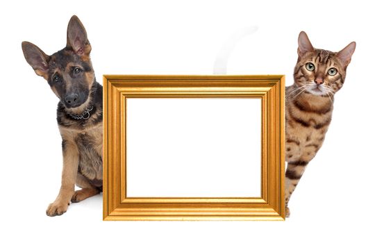 Cat and dog side to side. in the middle an empty golden picture frame