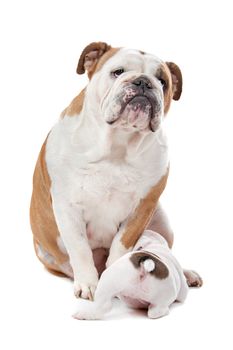 puppies drinking milk from mother dog in front of a white background