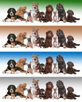 Large group of puppies in front of diverse gradient backgrounds