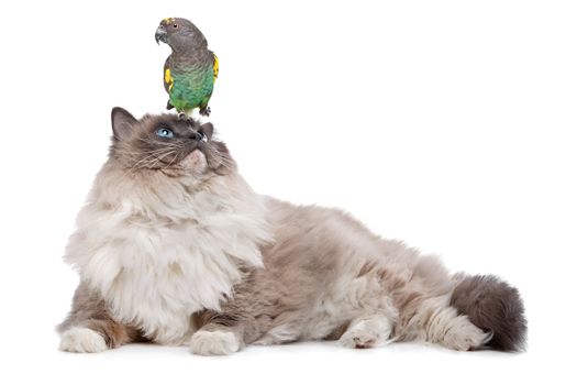 A parrot sitting on a cats head in front of a white background