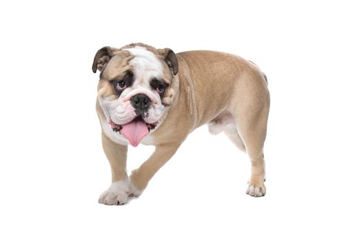 English Bulldog in front of a white background