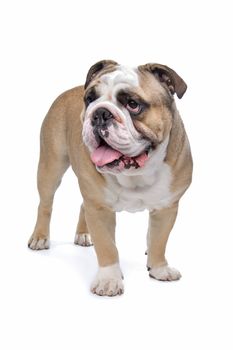 English Bulldog in front of a white background