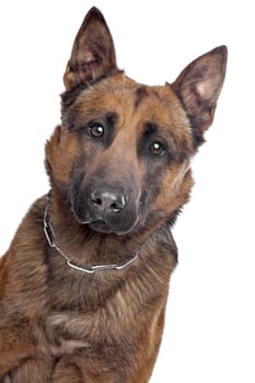 Belgian Shepherd in front of a white background