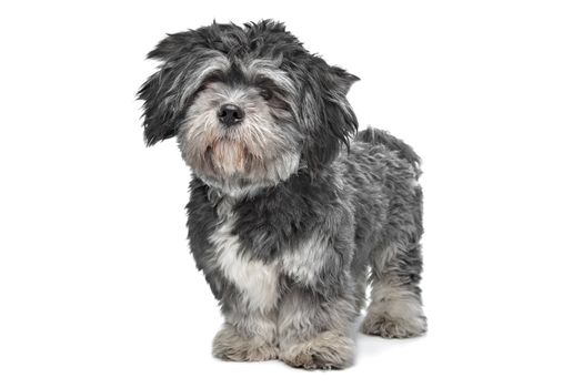 Lhasa Apso standing in front of a white background