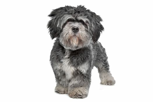 Lhasa Apso standing in front of a white background