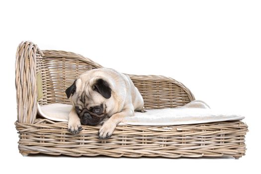 Pug on a luxury bed in front of a white background