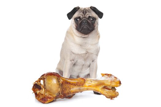 Pug with a huge bone in front of a white background