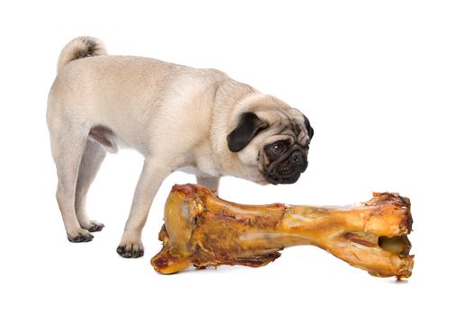 Pug with a huge bone in front of a white background