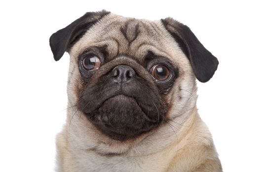 Pug dog in front of a white background