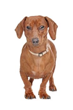 short haired dachshund standing in front of a white background
