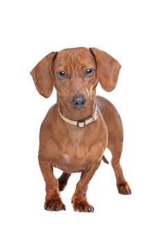 short haired dachshund standing in front of a white background