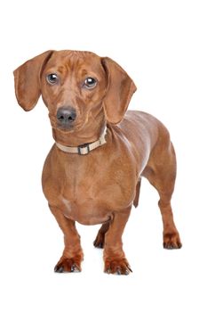 short haired dachshund standing in front of a white background