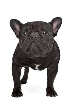 Dark brown French bulldog standing in front of a white background