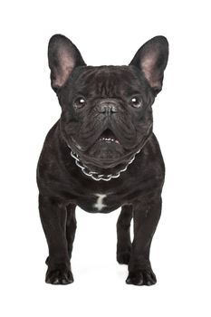 Dark brown French bulldog standing in front of a white background