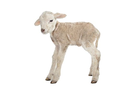 one day old Lamb in front of a white background