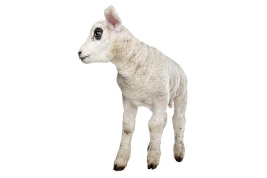 Lamb in front of a white background