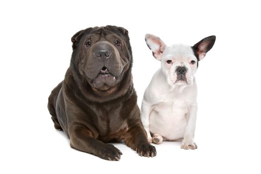 Shar-Pei and a French Bulldog puppy in front of a white background