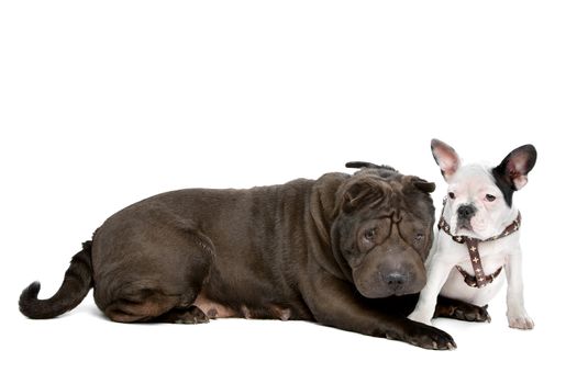 Shar-Pei and a French Bulldog puppy in front of a white background