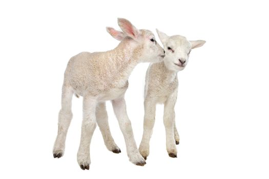 Two little lambs in front of a white background