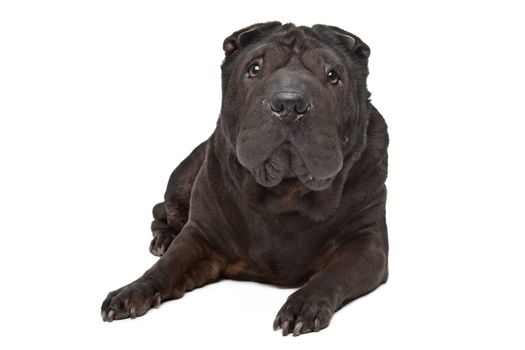 Shar-Pei in front of a white background