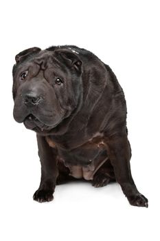 Shar-Pei in front of a white background