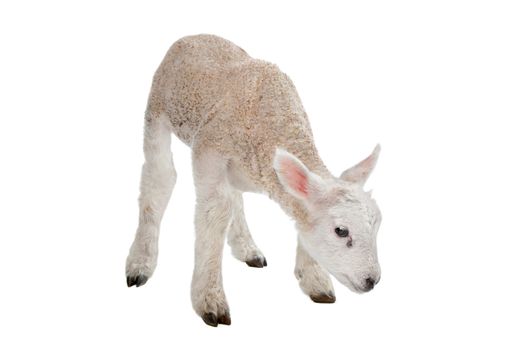 Lamb in front of a white background
