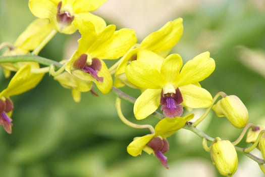 Yellow dendrobium orchid flower