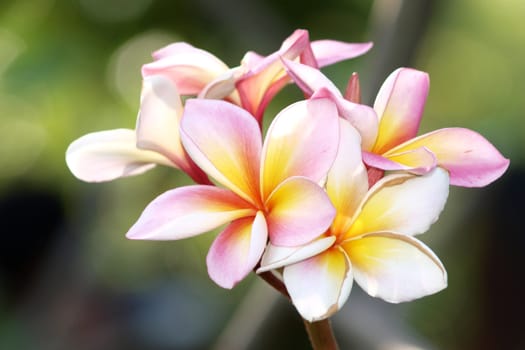 Branch of tropical flowers frangipani (plumeria)