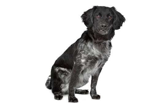 Stabyhoun,Frisian pointing breed, in front of a white background