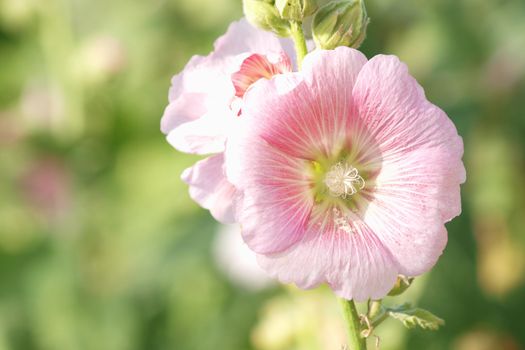 Pink hollyhock (Althaea rosea) blossoms on a summer day