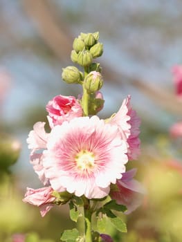 Pink hollyhock (Althaea rosea) blossoms on a summer day