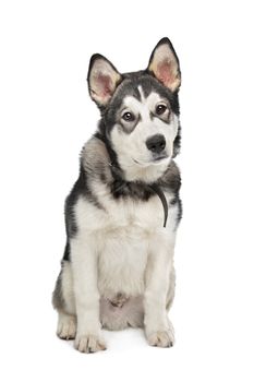 Alaskan Malamute puppy in front of a white background