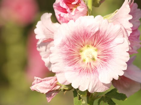 Pink hollyhock (Althaea rosea) blossoms on a summer day