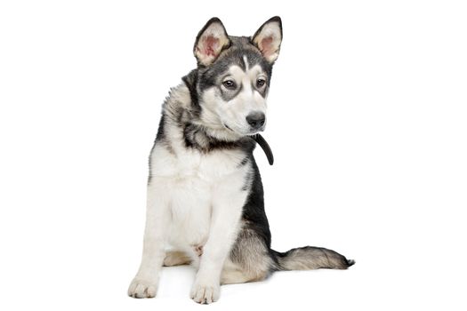 Alaskan Malamute puppy in front of a white background