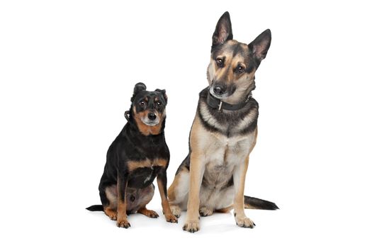 Two mixed breed dogs in front of a white background