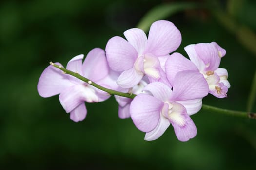 purple dendrobium orchid flower