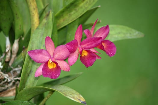 pink purple dendrobium orchid flower