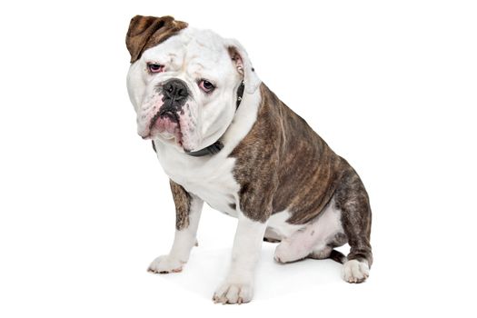 Old English Bulldog in front of a white background